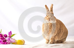 Rufus Easter Bunny Rabbit poses with funny expression on face