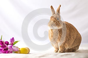 Rufus Easter Bunny Rabbit poses next to purple tulips and colored eggs room for text