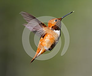 Rufus Hummingbird