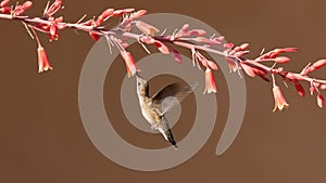 Rufus hummingbird hovering below red yucca flower while feeding