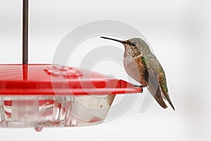 Rufus Hummingbird profile