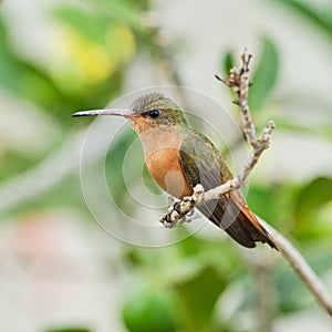 Rufus hummingbird resting on a twig