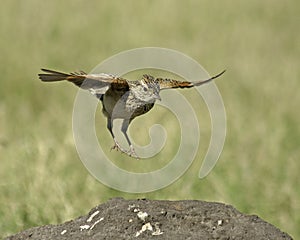 Rufus-naped Lark (Mirafra africana) photo