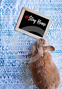 Rufus Rabbit on blue printed cloth with board  stayhome flat lay portrait