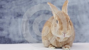 Rufus Rabbit eating a red grape gray background copy space