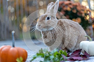 Rufus rabbit in fall setting surrounded by mums and pumpkins at sunset with beautiful golden light