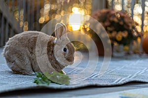 Rufus rabbit in fall setting surrounded by mums and pumpkins at sunset with beautiful golden light