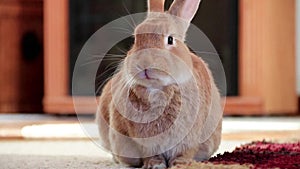 Rufus Rabbit picks up head and moves mouth and licks lips, funny and cute