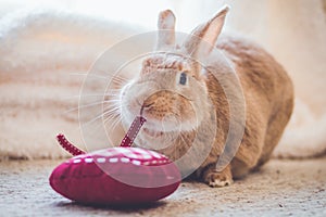 Rufus rabbit pulls on heart strings in vintage setting, soft natural tones