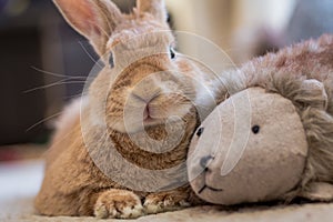 Rufus rabbit relaxes in vintage setting, soft natural tones
