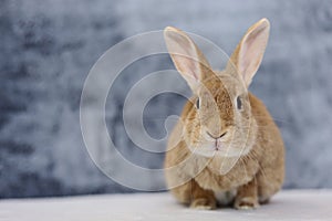 Rufus Rabbit on white with gray plush background copy space on left