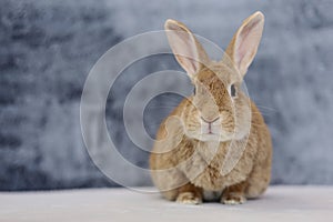 Rufus Rabbit on white with gray plush background copy space on left