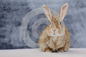 Rufus Rabbit on white with gray plush background copy space on left