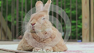 Rufus Rabbit zoned out sleepy on deck looks straight then left