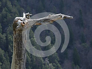 Rugged bent tree