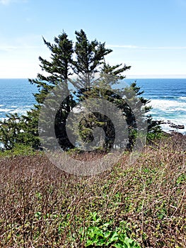 Rugged cliffs at Yaquina Head