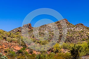 Rugged hillside in Arizona`s Sonoran desert, bright red earth, saguaro cacti, other succulents, deep blue sky.