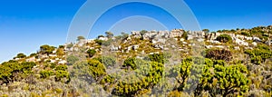 Rugged mountain landscape with fynbos flora in Cape Town