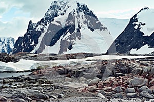 Rugged mountains and cliffs with lots of penguins on Peterman Island, Antarctic Peninsula