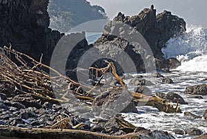 Rugged ocean coast with driftwood