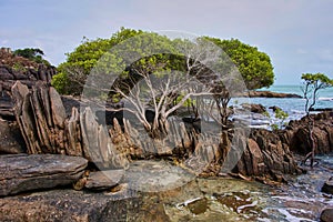 Cape york tip, rugged rocks and trees, anchored agains the huge currents at the tip of cape york australia photo