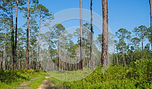Rugged path passing through remote longleaf pine habitat with saw palmetto regrowth in Florida