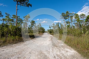 Rugged road between pine trees and sawgrass in Everglades National Park.
