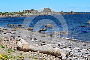 Rugged rocks jut out into the calm sea at a deserted beach on the Cook Strait near Wellington, New Zealand photo