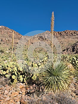 Little Florida Mountains at Rockhound State Park photo