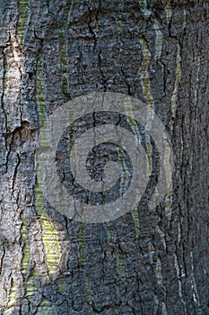 Rugged tree bark with green stretch marks.