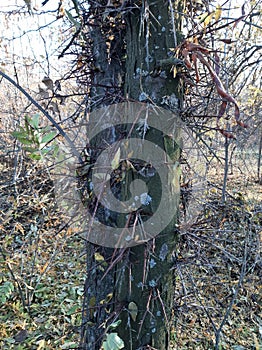 Thorn-Covered Tree in Forest