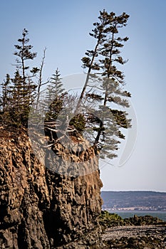 Rugged trees growing out of the cliff face