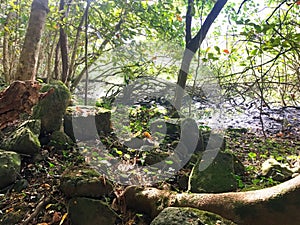 Rugged tropical jungle trail down to Waipiâ€™o Valley on the Big Island of Hawaii