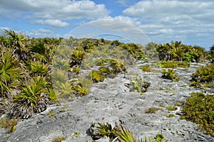 Rugged Vegetation and Earth Terrain at Tulum Archeological Site