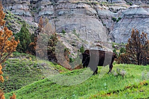 The Rugged Views of Bison in Theodore Roosevelt National Park