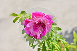 Rugosa rose