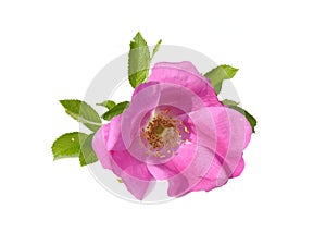 Rugosa rose