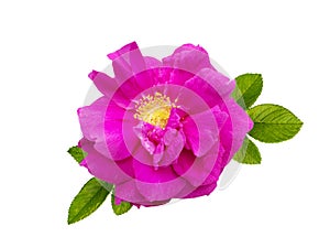 Rugosa rose flower isolated on white