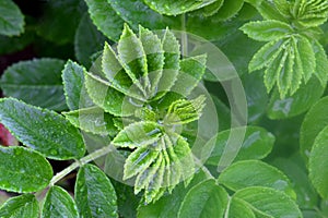 Rugosa Rose Green Leaf Abstract 06