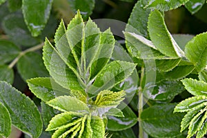 Rugosa Rose Green Leaf Abstract 10