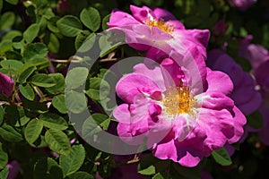 Rugosa rose, pink wild rose in bloom