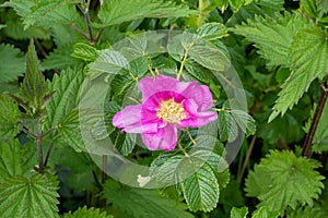 Rugosa rose, Rosa rugosa, also known as beach rose or Japanese rose, with pink flower, Netherlands