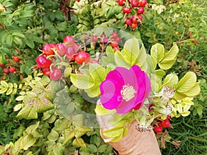Rugosa rose and rosehips vitamin C source healthy diet photo
