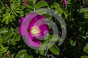 A Rugosa Rose on The Shore