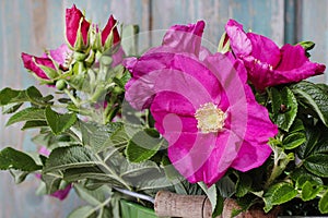 Rugosa roses (Rosa rugosa, Japanese rose, or Ramanas rose)