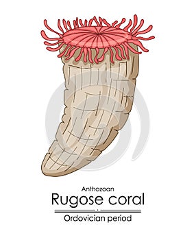 Rugose coral