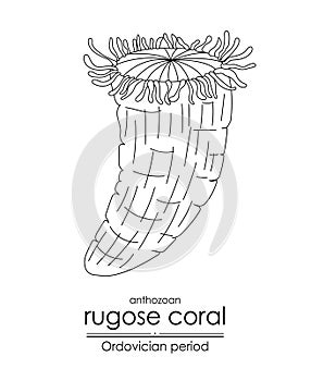 Rugose coral photo