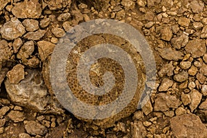 Rugose fossil corals in the desert of Saudi Arabia near Riyadh, Saudi Arabia