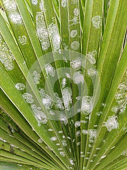Rugose spiralling whitely on coconut leaves