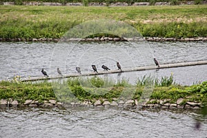 Ruhr valley with birds